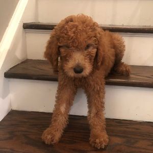 Meet your Posher, Philip